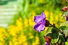 Plants and Flowers